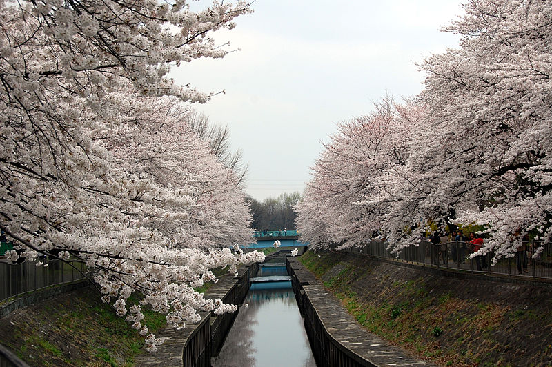 桜が咲き乱れる善福寺川緑地