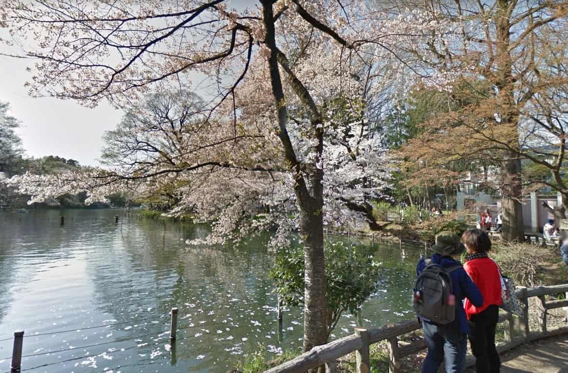 井の頭公園ひょうたん池の桜