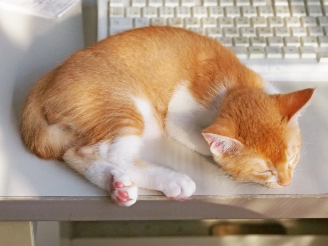 机で居眠りをする猫