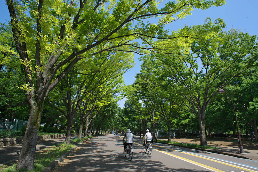 駒沢オリンピック公園の並木道