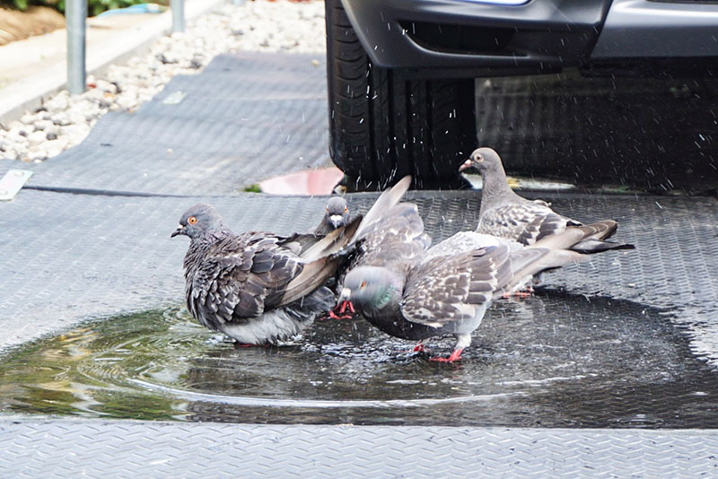 水浴びする鳩