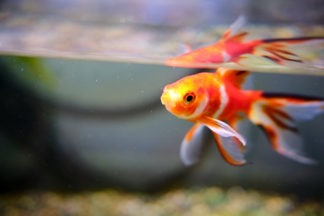 赤白模様の金魚