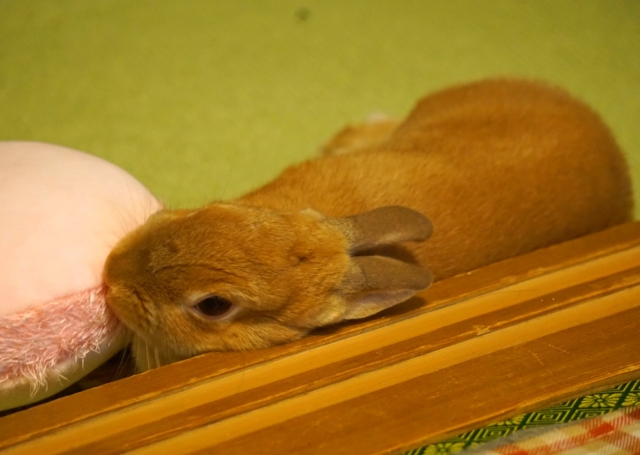 寝そべっているウサギ