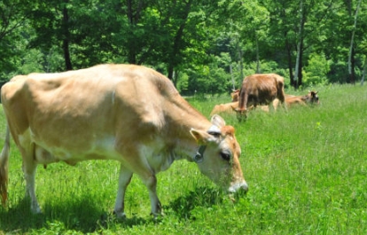 奥飛騨山之村牧場のジャージー牛