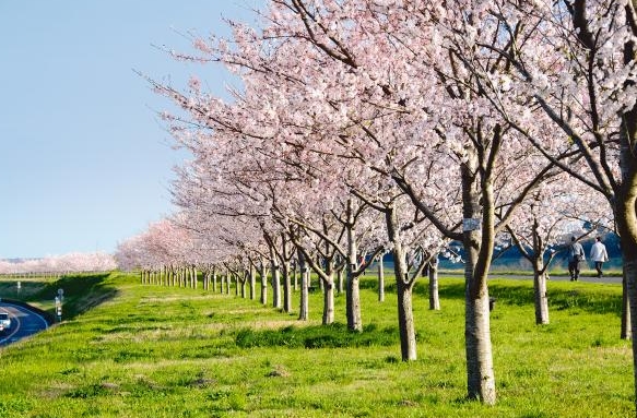 利根町の桜並木