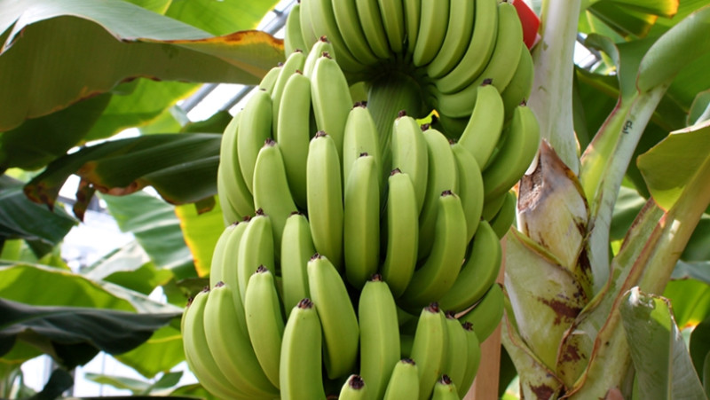 オリジナルのバナナ「綺麗」