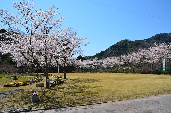富津市の桜