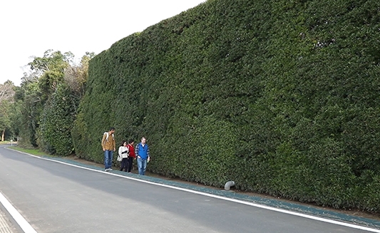 匝瑳市のマキ塀