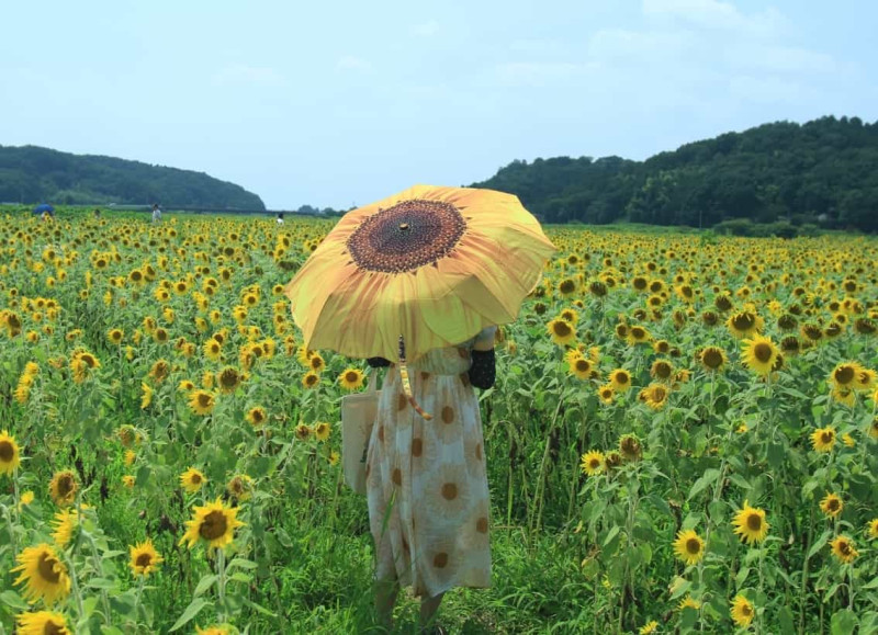 益子町のひまわり畑と女性