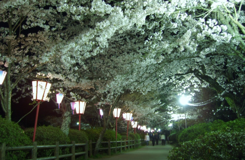 茂原公園の夜桜
