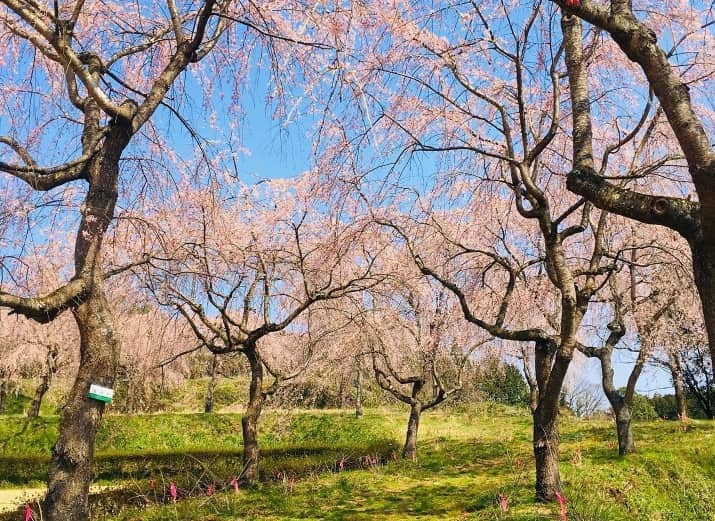 茂木町に咲く桜