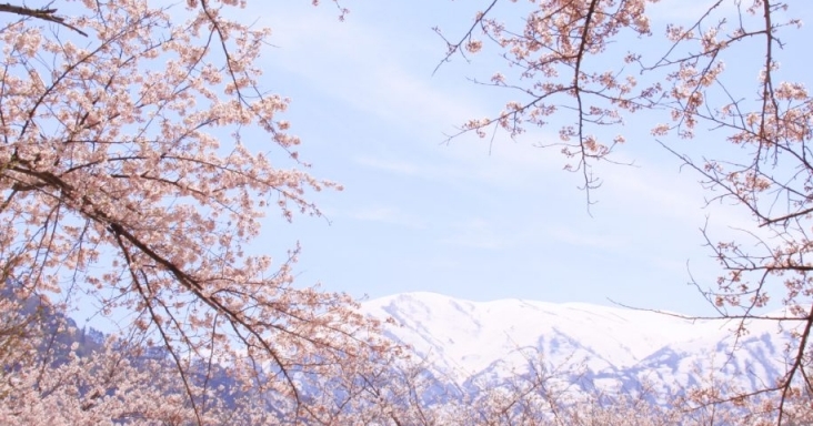 飯豊連峰と桜