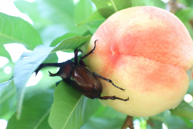 桃の上に乗るカブトムシ