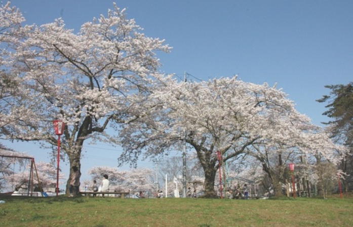小牛田公園の桜