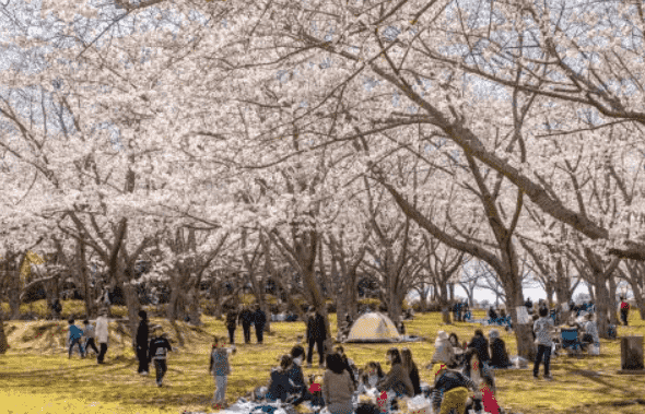 鹿島城山公園でお花見をする人の様子