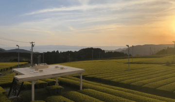嬉野市の茶畑の風景