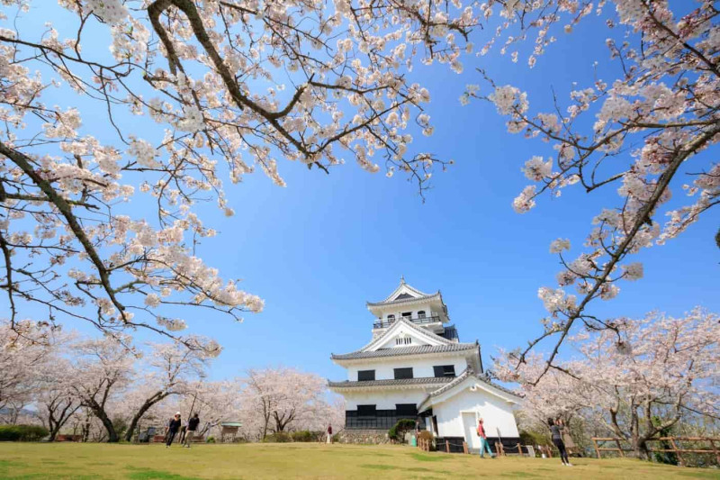 館山城と桜の風景