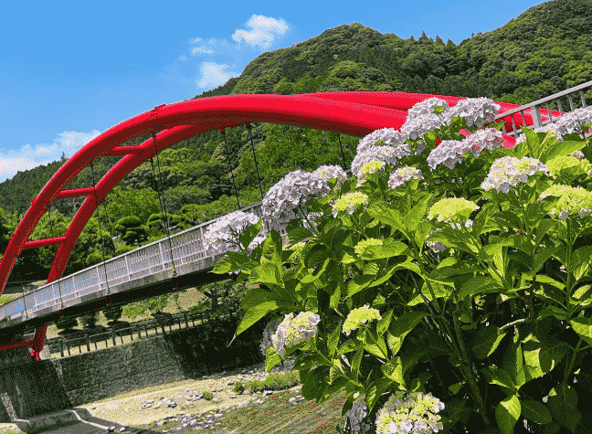 轟の滝公園の赤い橋とあじさい