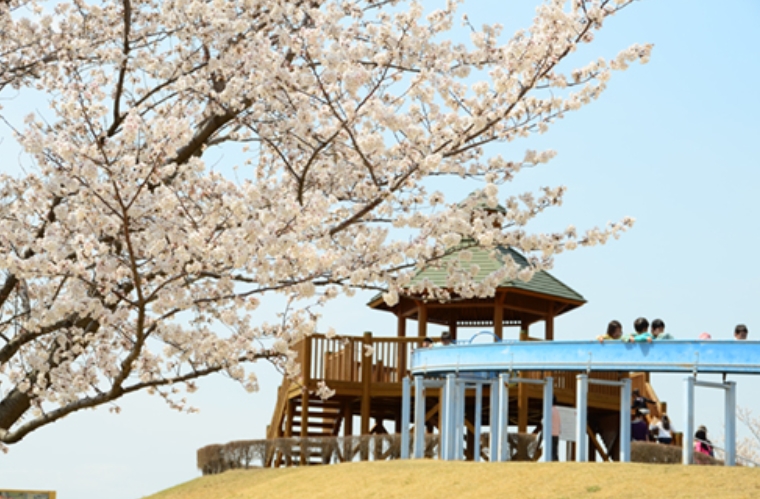 第一三共なかさと公園の桜と遊具