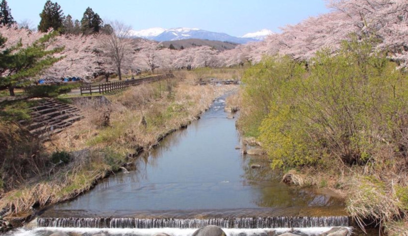 堀川親水公園の桜