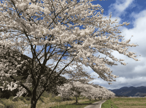 天栄村の桜の風景