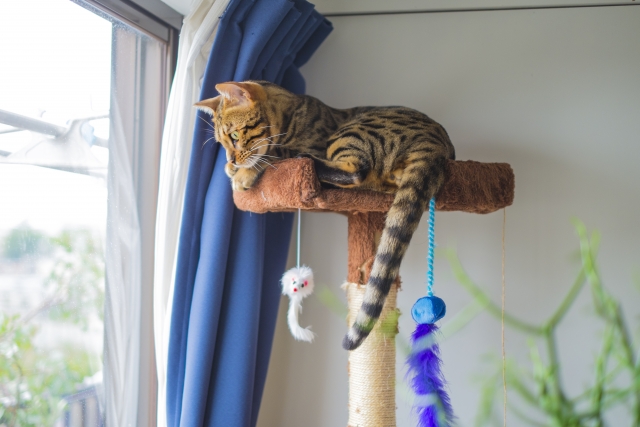 一人暮らしで飼っている猫がキャットタワーで遊ぶ写真