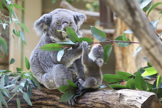 東山動植物園にいる親子のコアラ