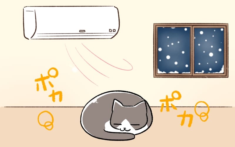 一人暮らしで猫を買うときは室温調整をする