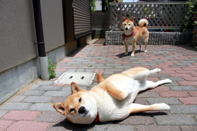 庭付き賃貸で遊ぶ犬