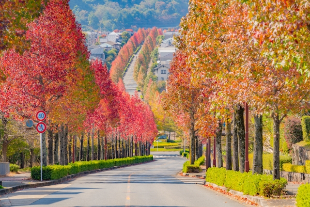 桂坂の紅葉