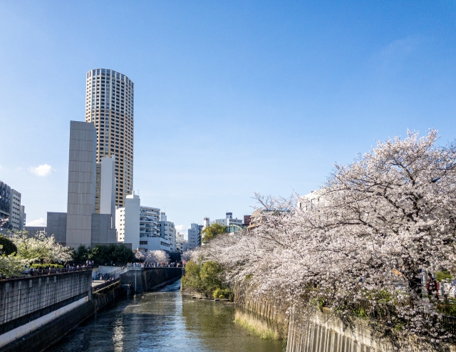 目黒川の桜