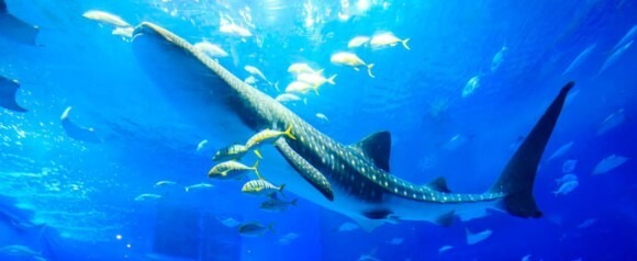 沖縄美ら海水族館