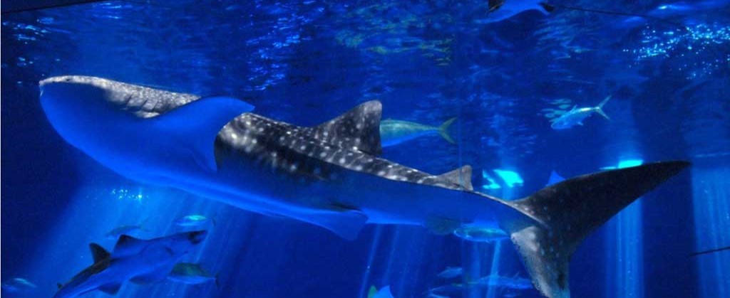 いおワールドかごしま水族館