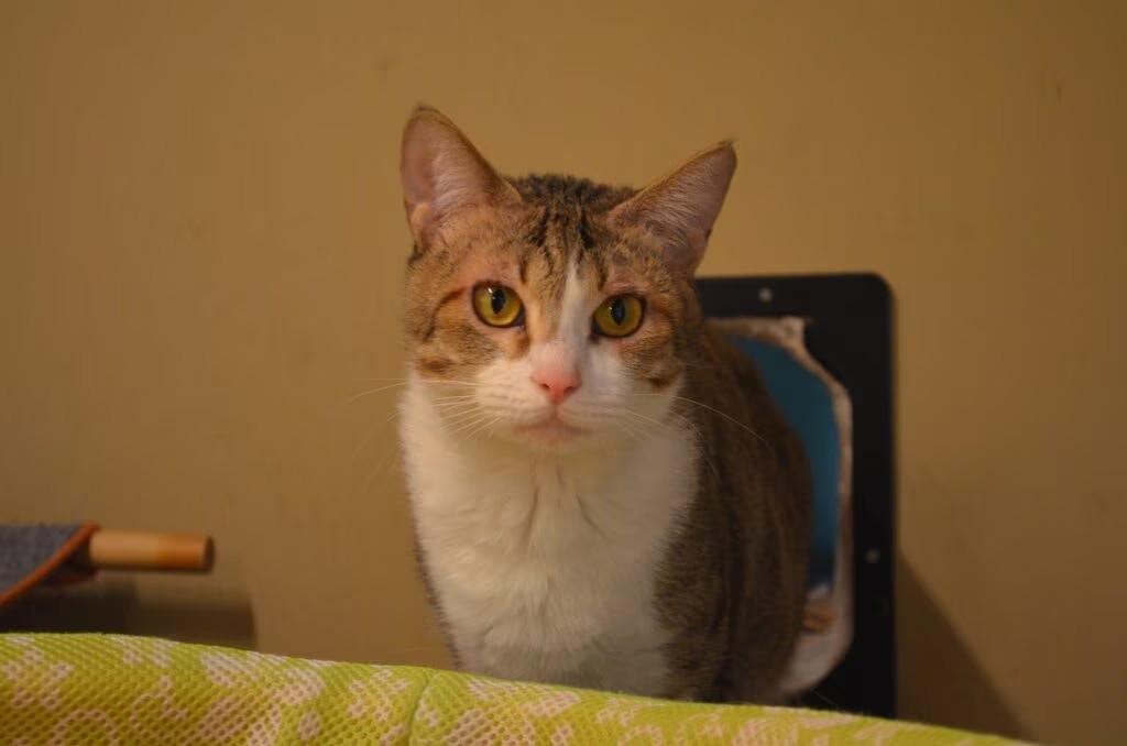 めおまるけ猫
