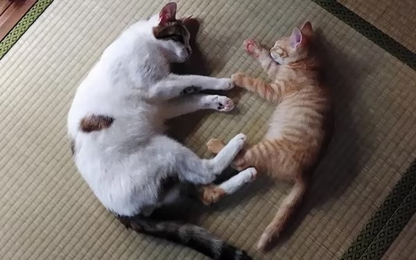 img4めおまるけ猫