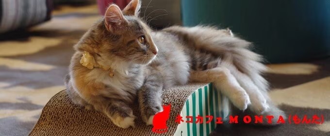 猫カフェモンタ写真