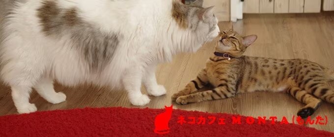 猫カフェモンタ