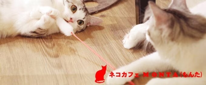 猫カフェモンタ写真