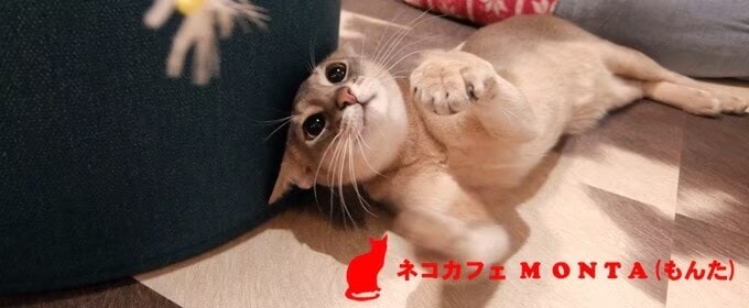 猫カフェモンタ写真