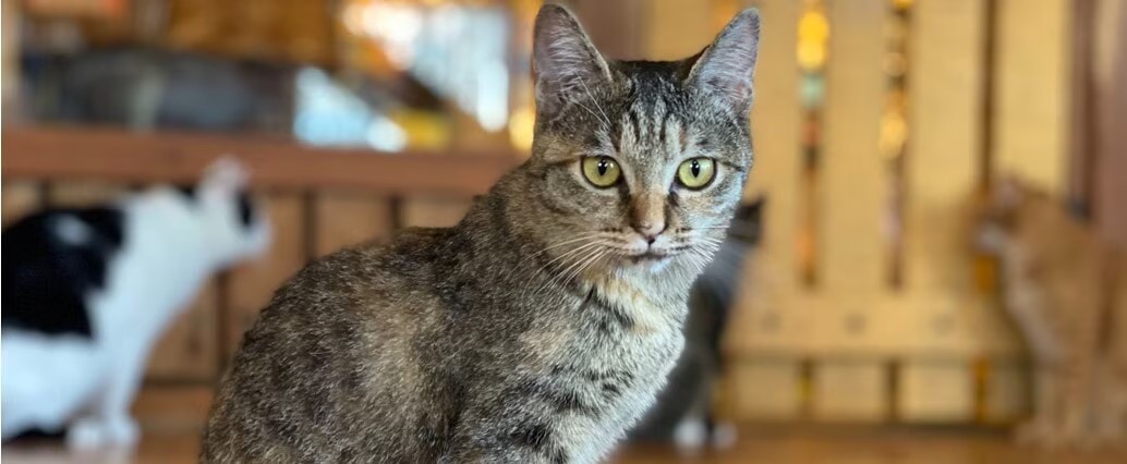 ねこ達のいえのスタッフ猫